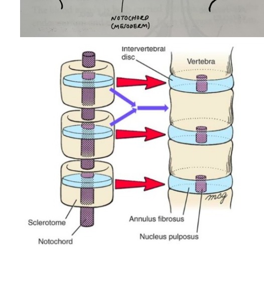 Radiograph / imaging