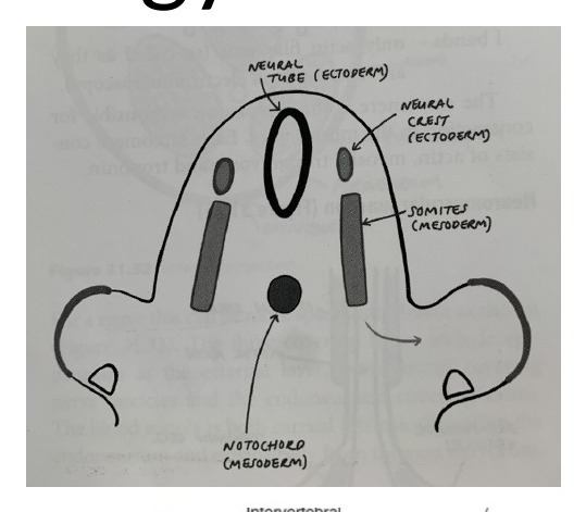 Radiograph / imaging