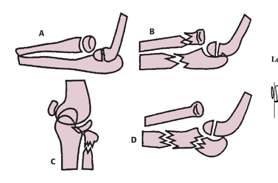Classification / diagram